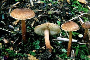 Lepiota castanea (1).jpg_product_product_product